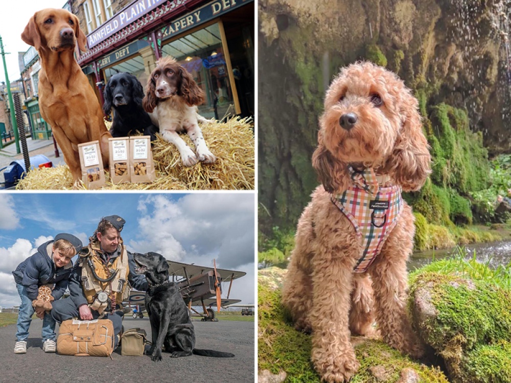 Dog-Friendly Days Out