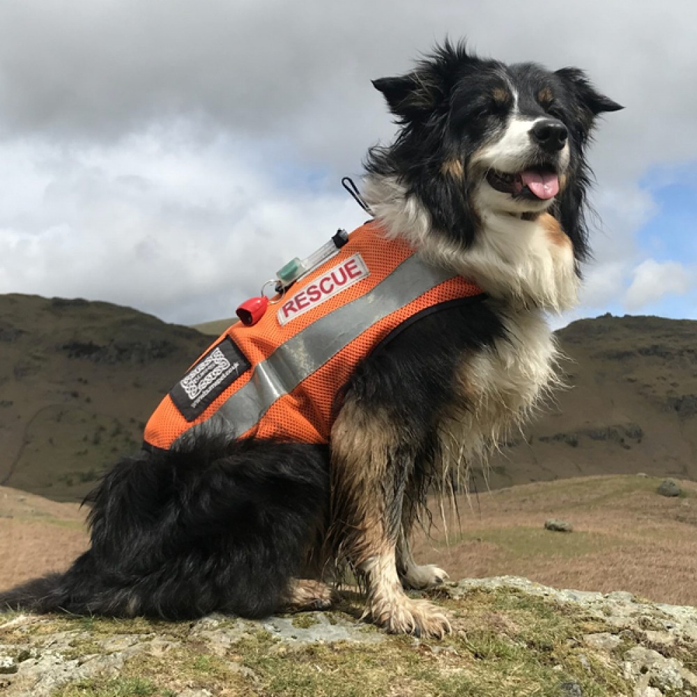 Rescue Dog, Lake District
