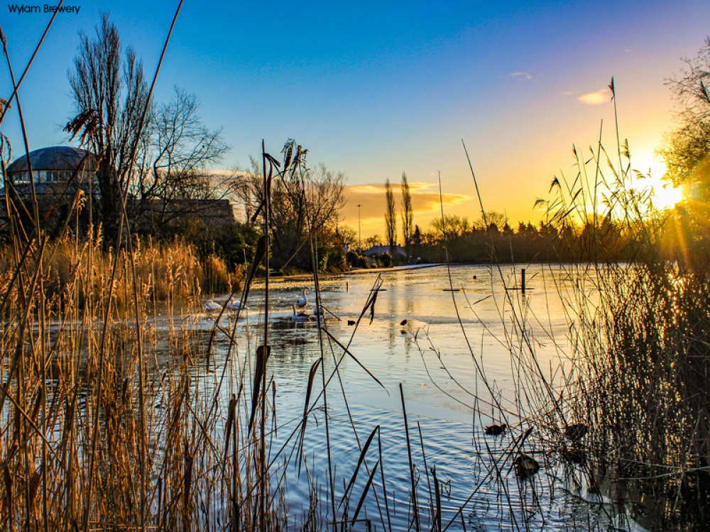 It’s a Dog’s Life: Thoughts on Spaniels