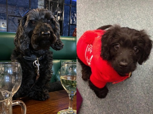 It’s a Dog’s Life: A Riverside Ramble