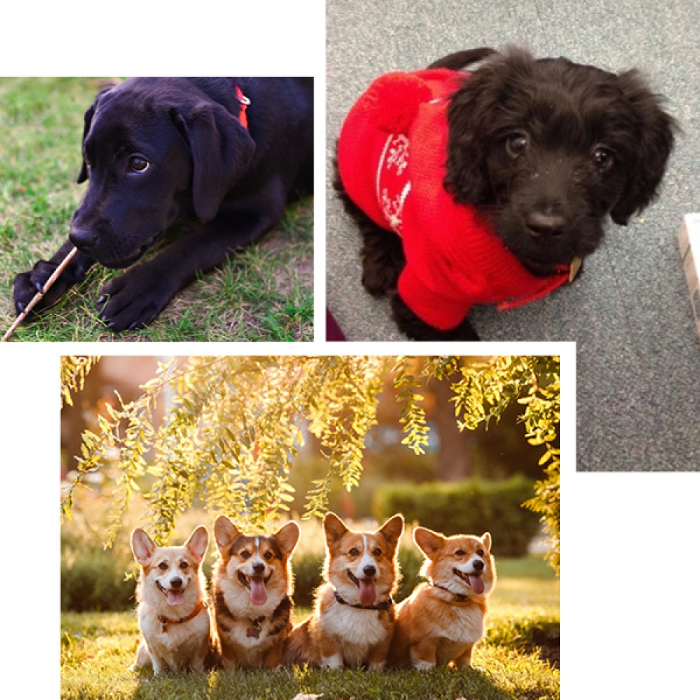 dogs