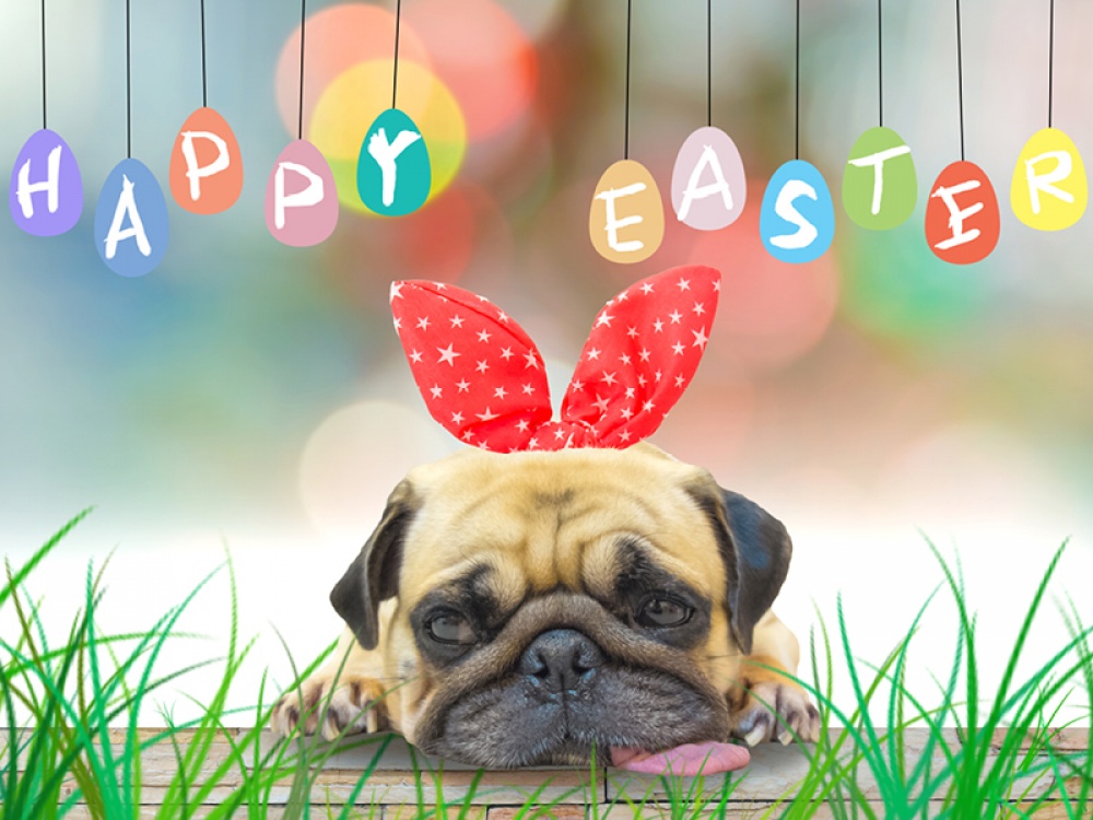 It’s a Dog’s Life: An Easter Egg Hunt Goes Wrong