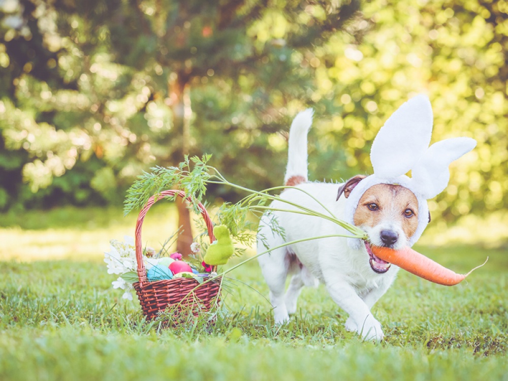 jack Russell dog dressed up in an easter outfit