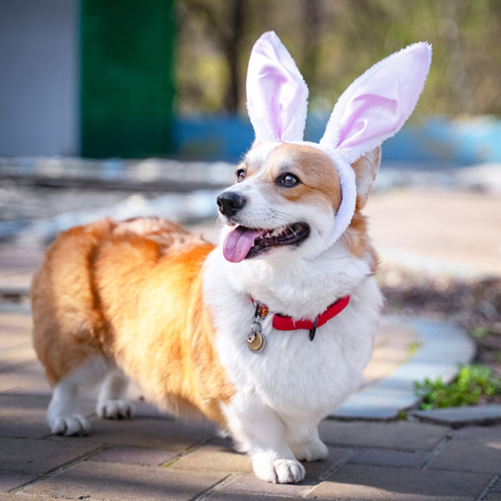corgi dog in bunny ears