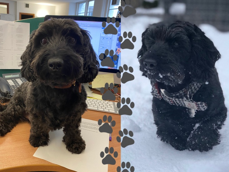 It’s a Dog’s Life