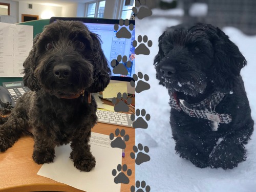 It’s a Dog’s Life