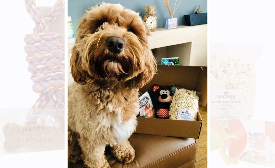 Paw-some Presents for Perfect Pooches