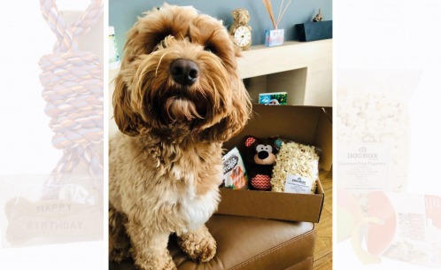 Paw-some Presents for Perfect Pooches