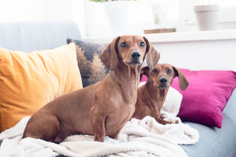 How to Choose the Best Dog for Your Family