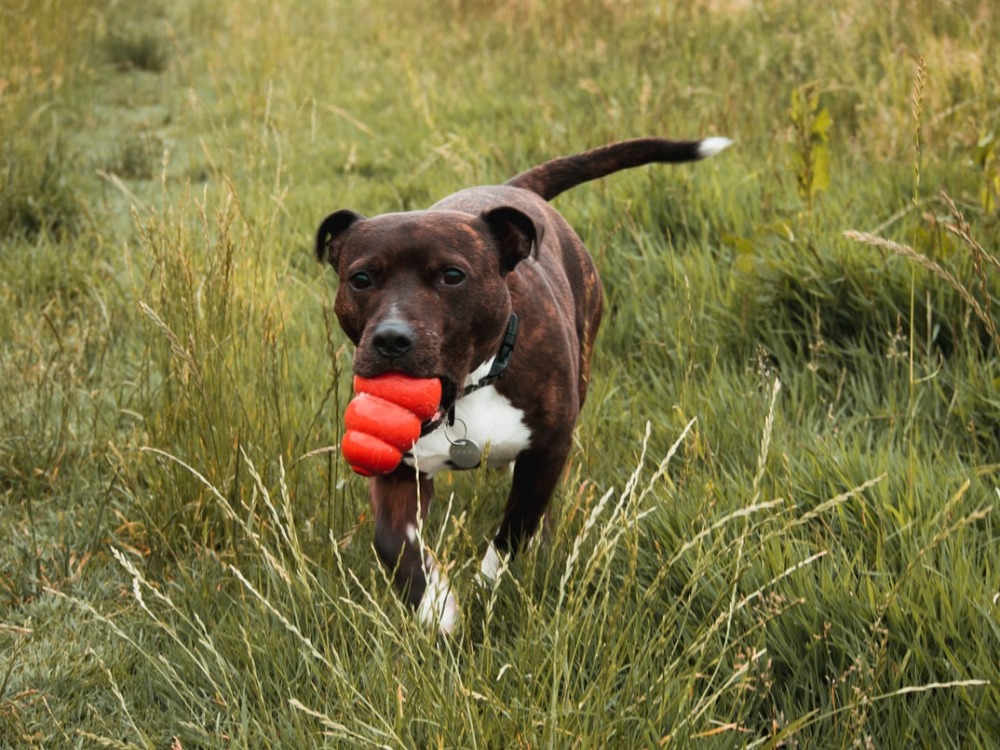 STAFFORDSHIRE BULL TERRIER