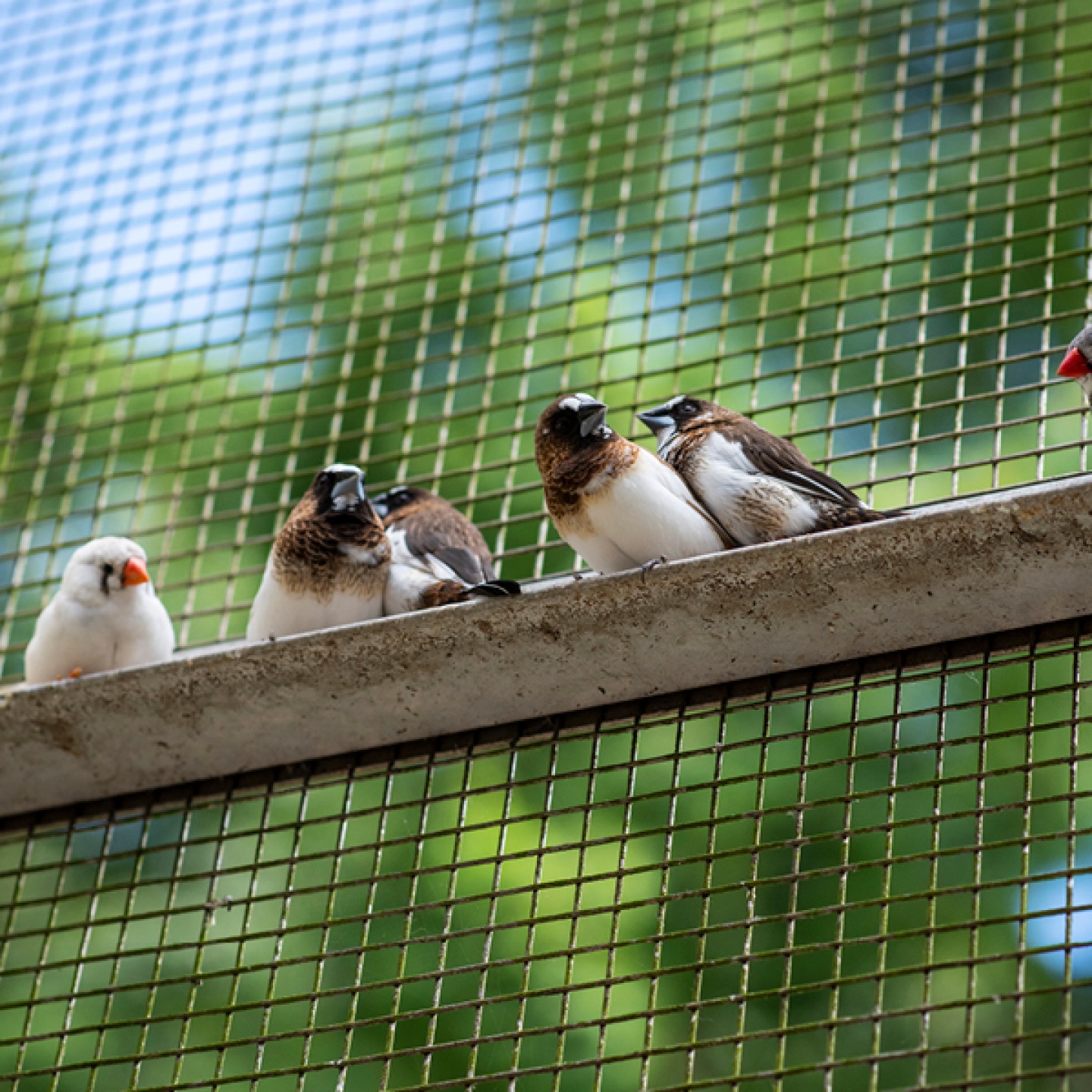 Pet’s Corner- birds