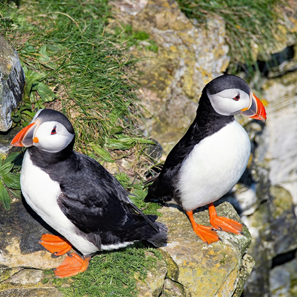 Bempton Cliffs Puffins