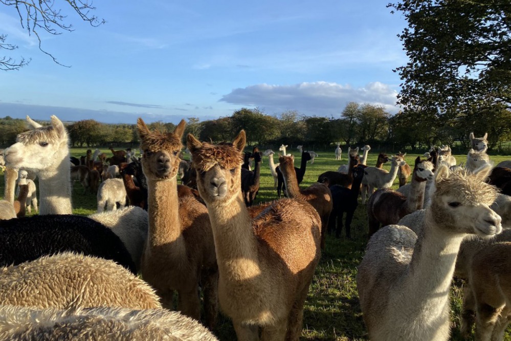 Alpacas - Barnacres Alpacas