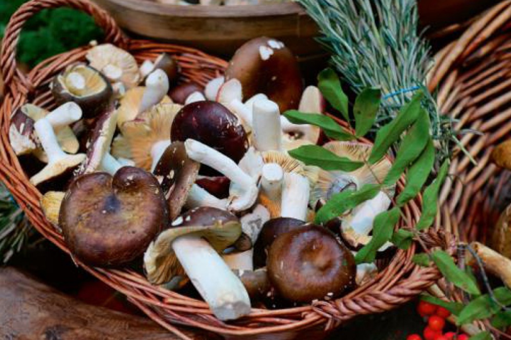 Foraging