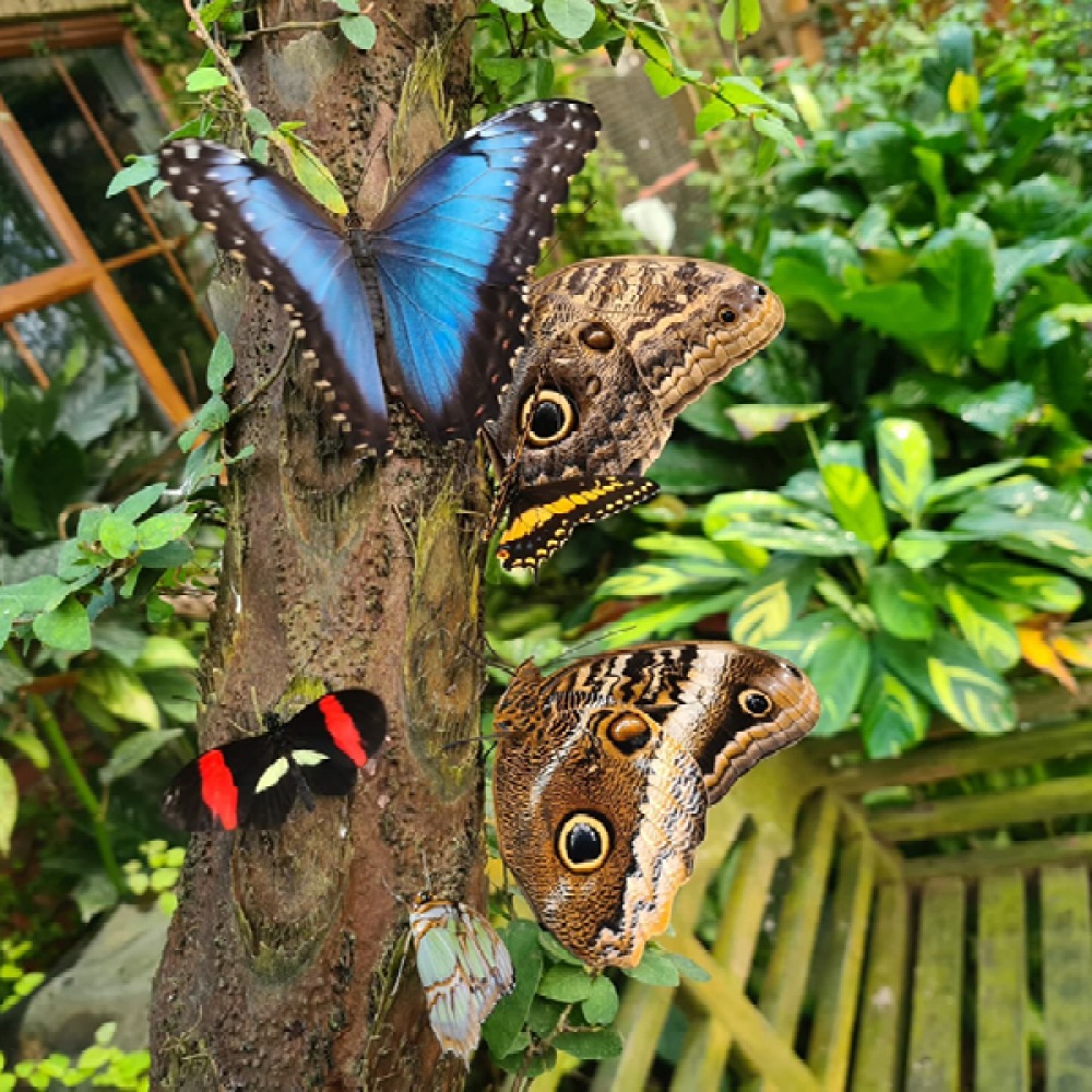 butterflies