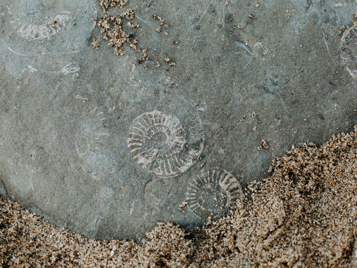Fossil hunting