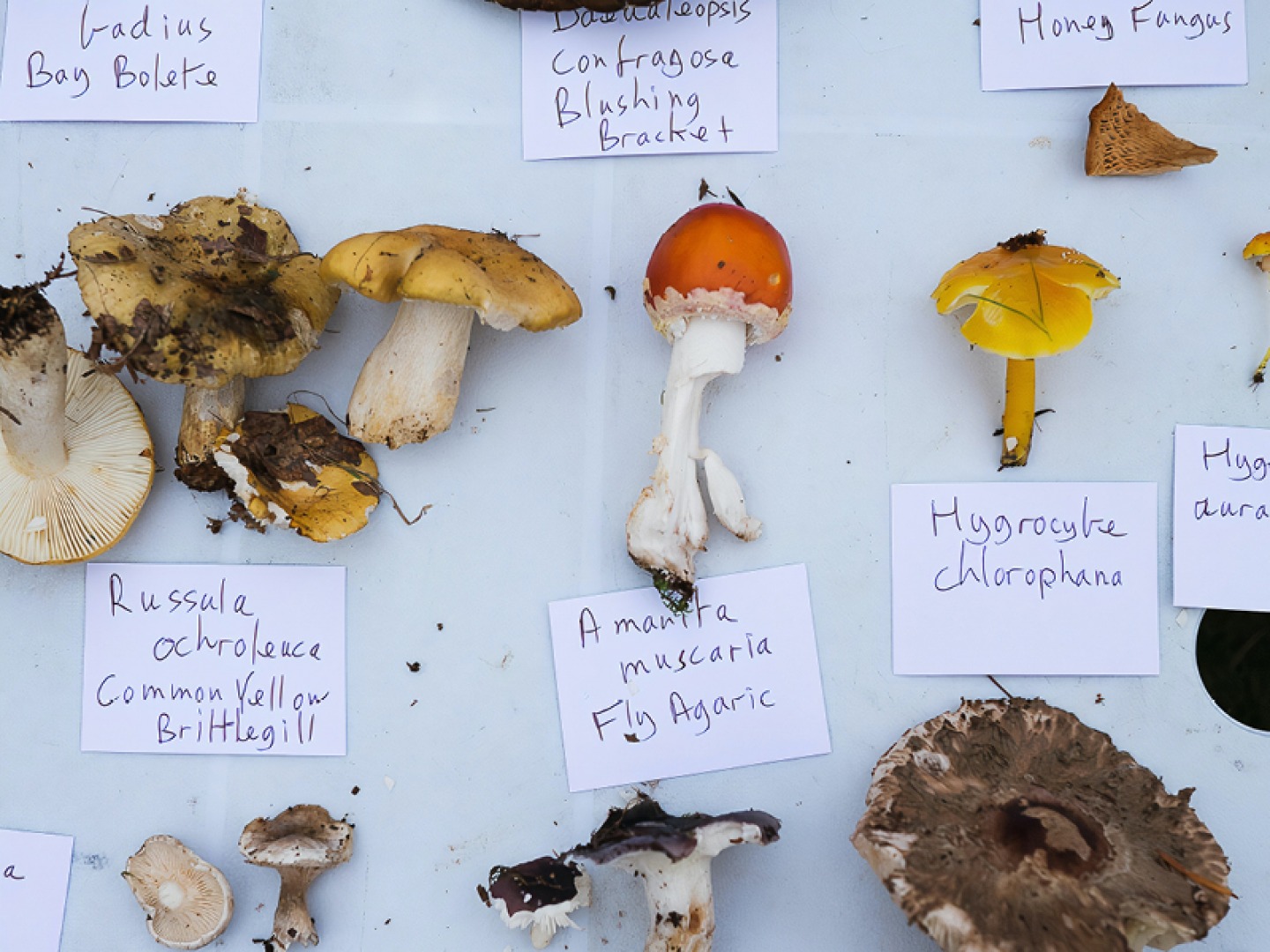 foraging