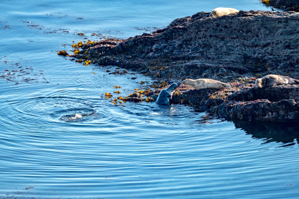 Learning More About Our Native Grey Seals