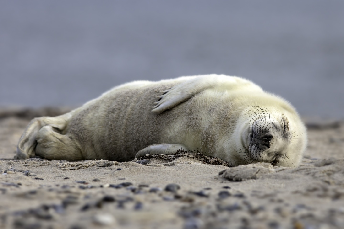 Seal smiling and sleeping