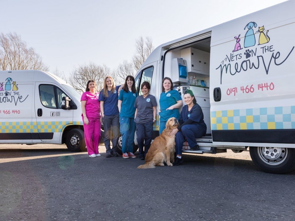 Vets and a dog