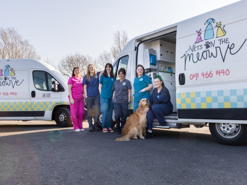 How to Keep Dogs Safe This Summer