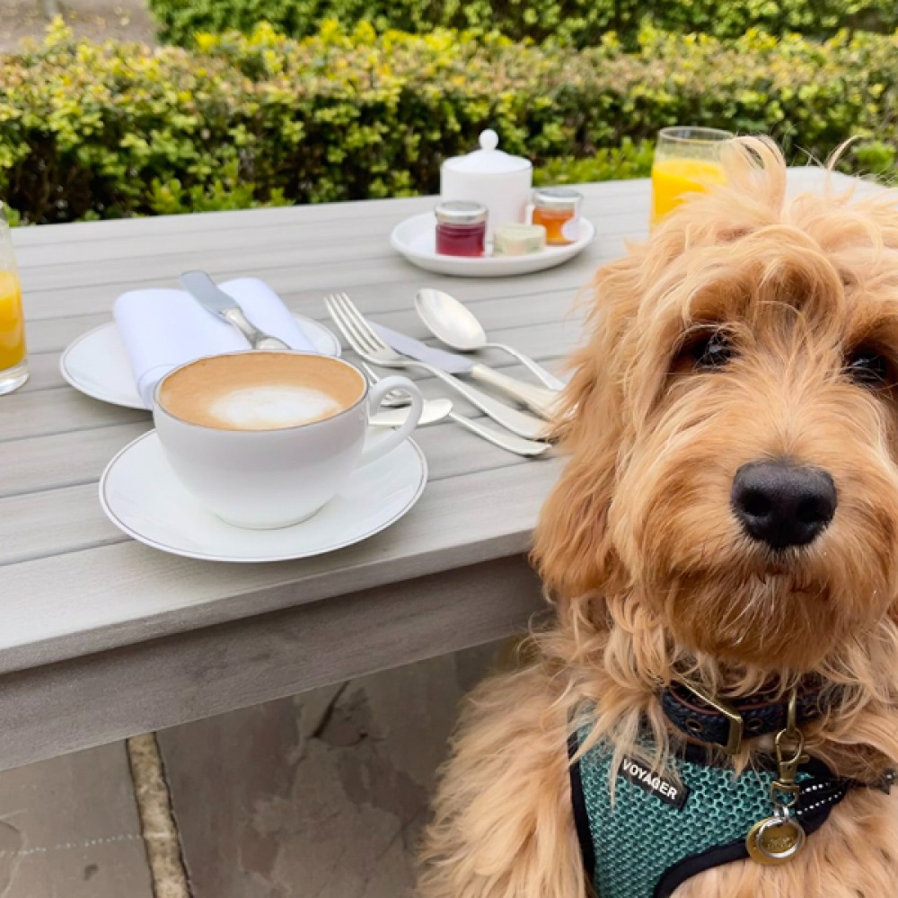 dog with coffee