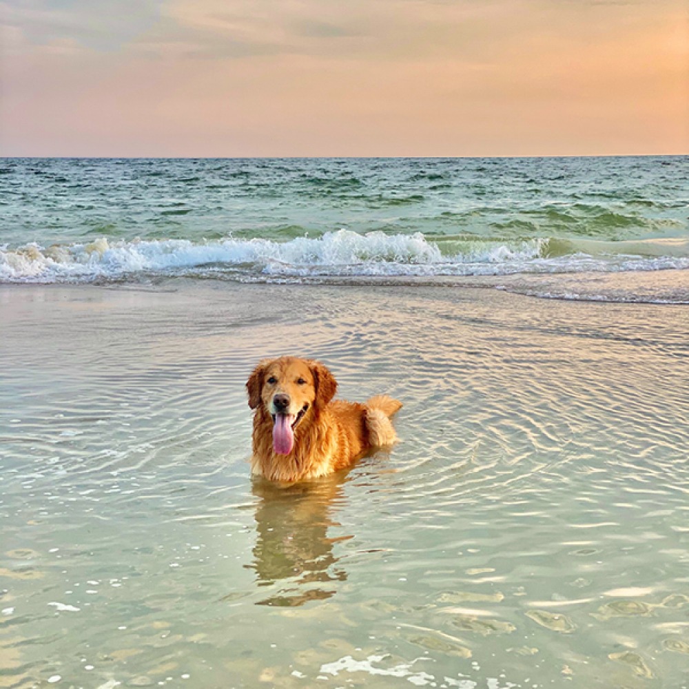 dog in the sea at sunset