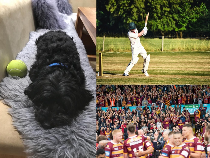 dog, cricket, rugby fans
