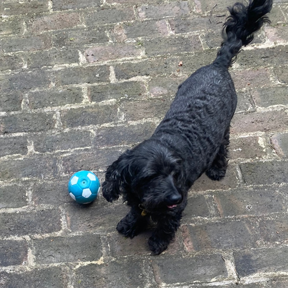 dog ball