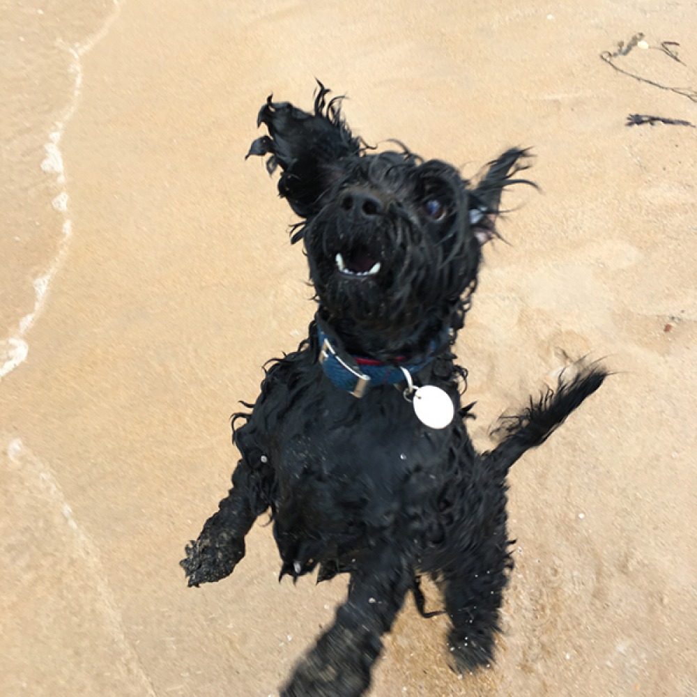 Dog Life