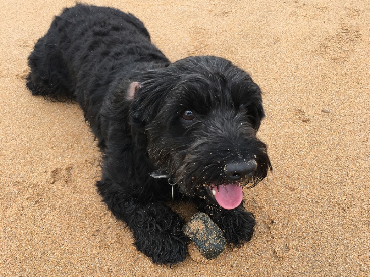 It’s a Dog’s Life: A Coastal Walk