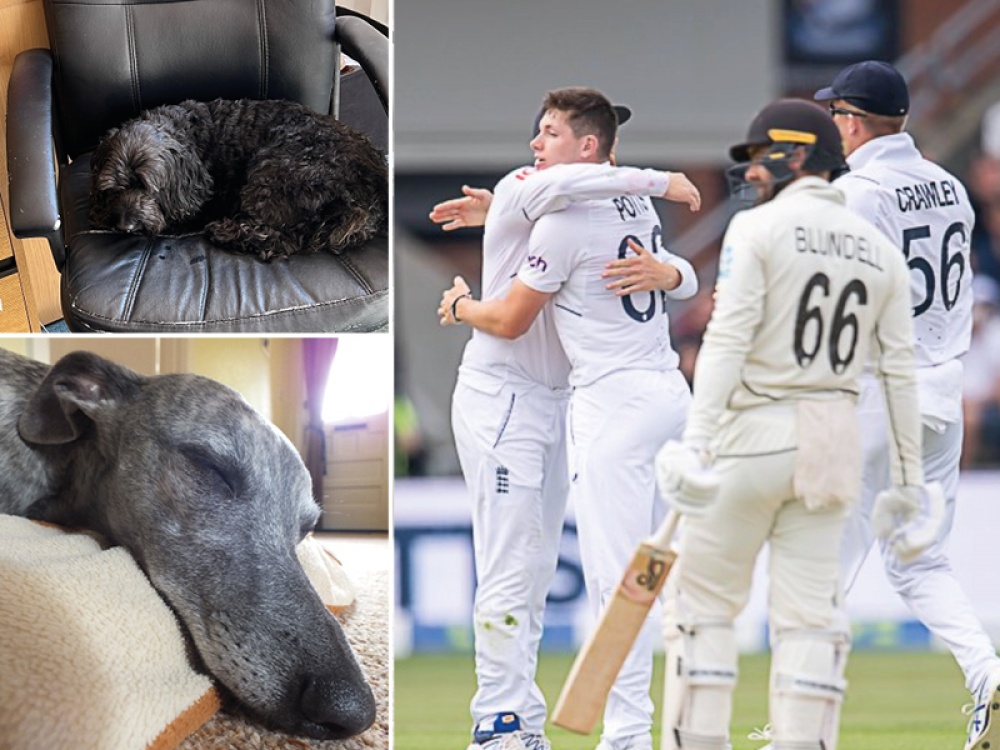 dogs sleeping and cricket players