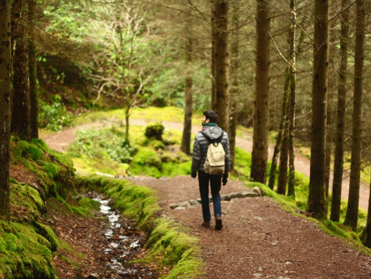The Best Spots for a Woodland Walk in the North East and Yorkshire