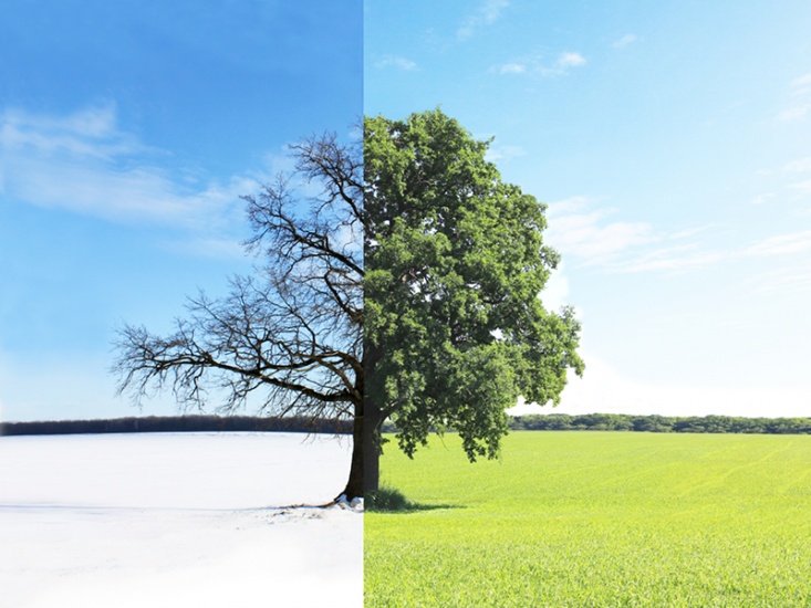 photomontage of tree half in snow scene, half in green spring scene