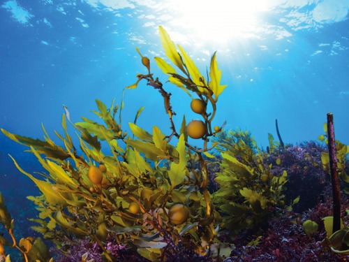 Six Seaweed Products to Add to Your Beauty Routine