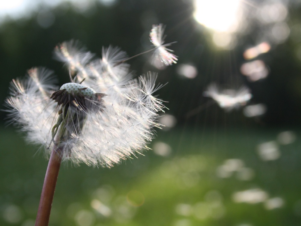 wind blowing a dandelion
