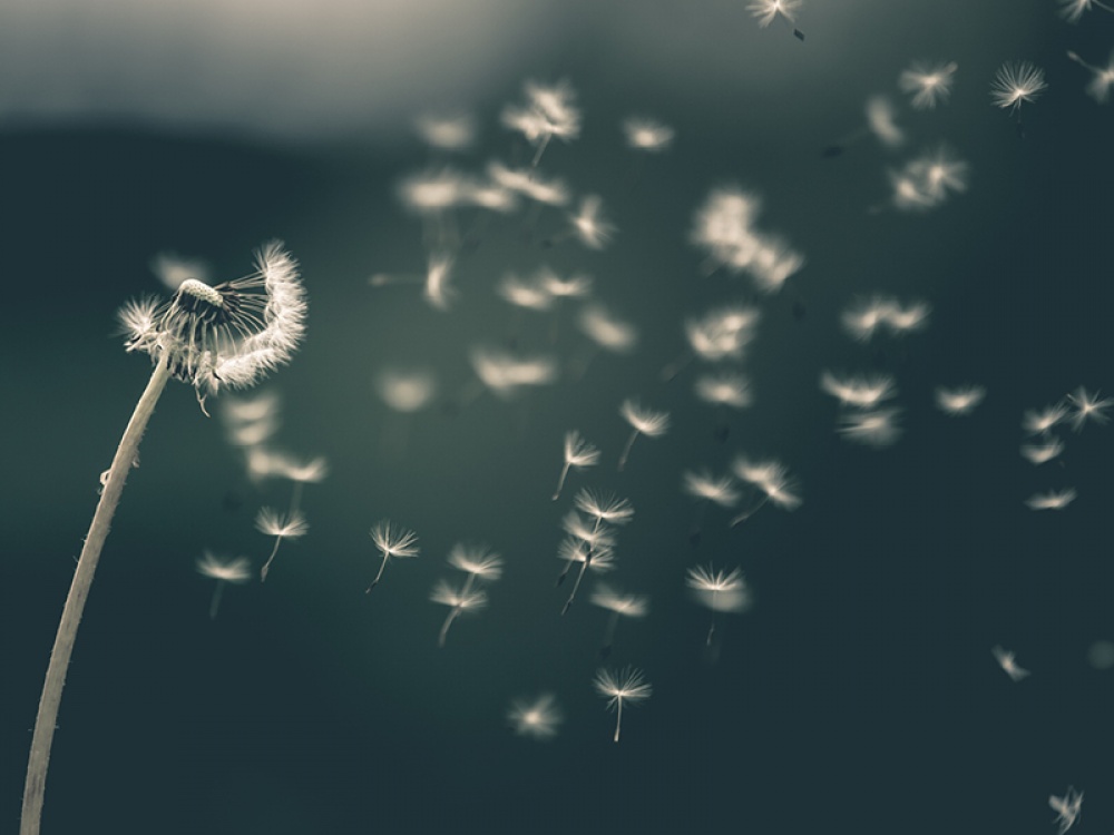 dark blue background with the wind blowing a dandelion