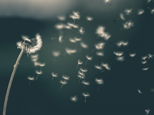 Top Tips On How to Help Your Hay Fever