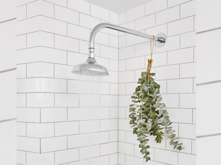 Fresh Shower Eucalyptus