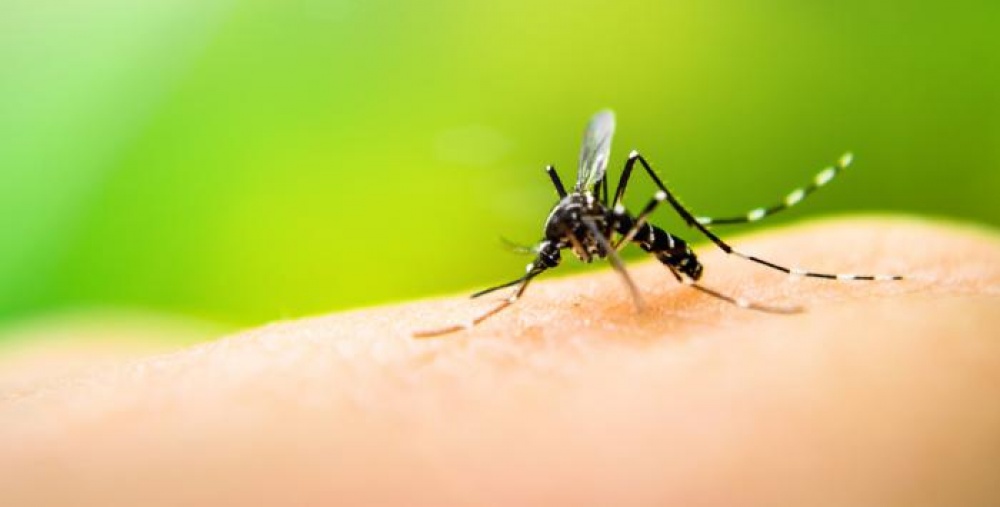 Mosquito