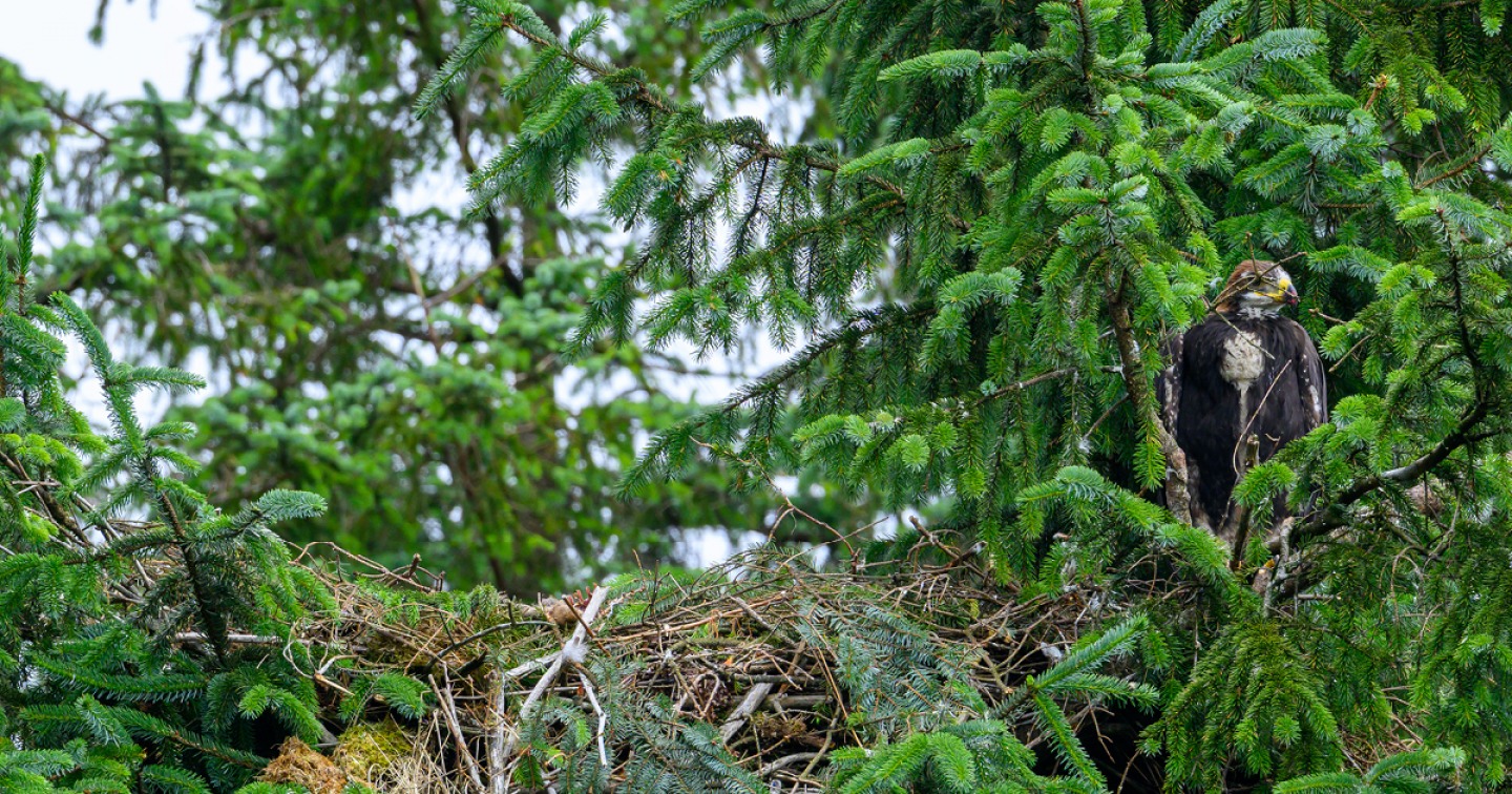 Ian Georgeson – Restoring Upland Nature (RUN)