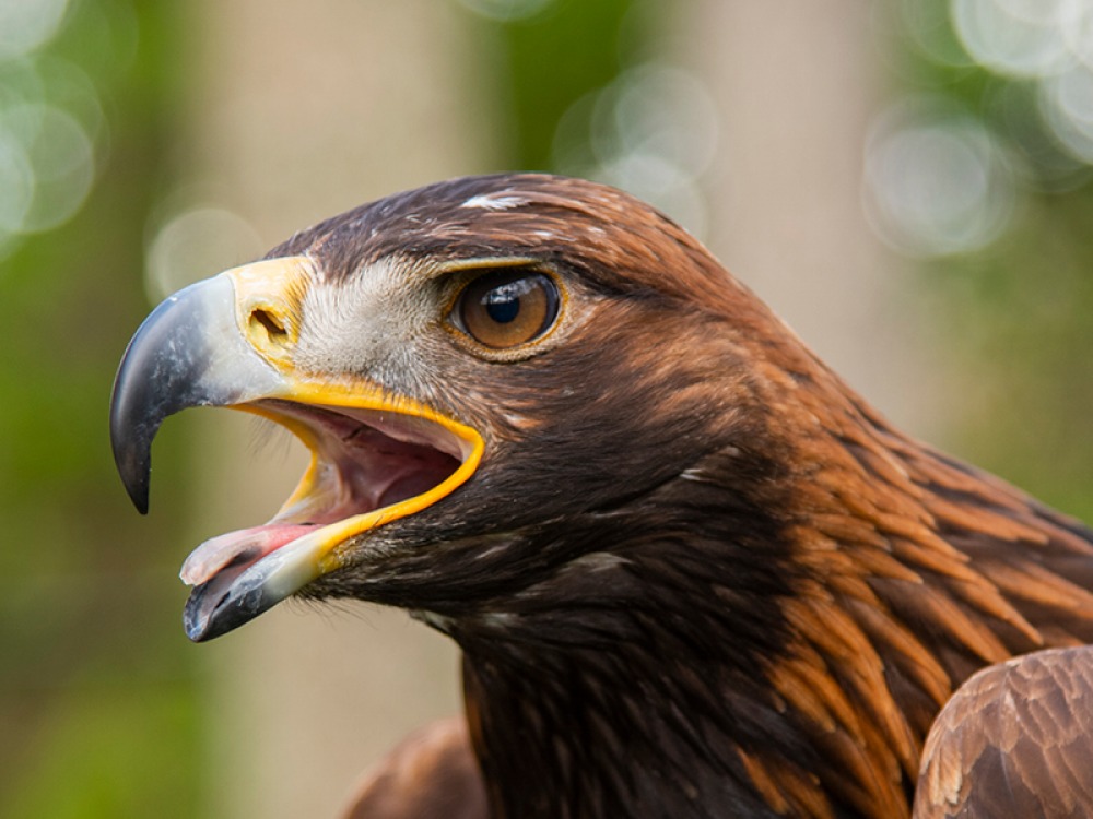 golden eagle close up