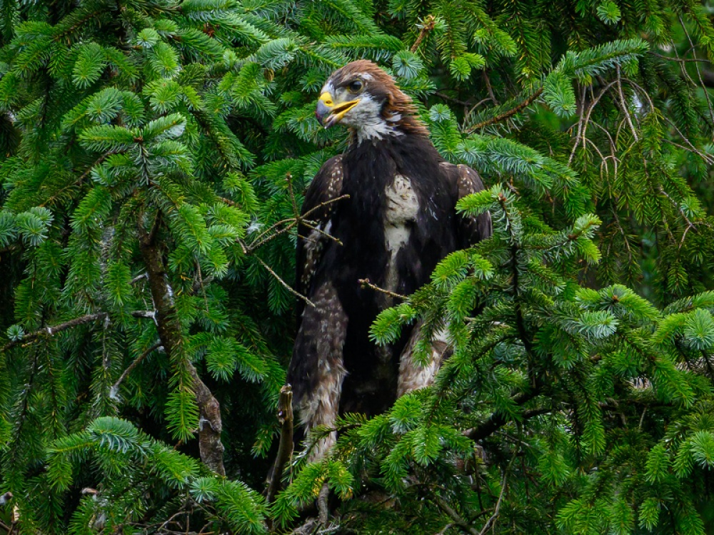 golden eagle in tree