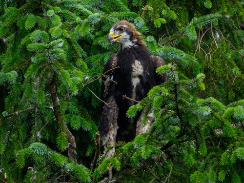 What Does The Potential Reintroduction of Golden Eagles Mean For Us?
