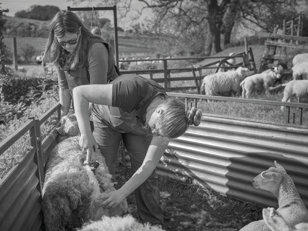 Amanda Shaw and daughter Fran clipping sheep on their farm in Monk Fryston