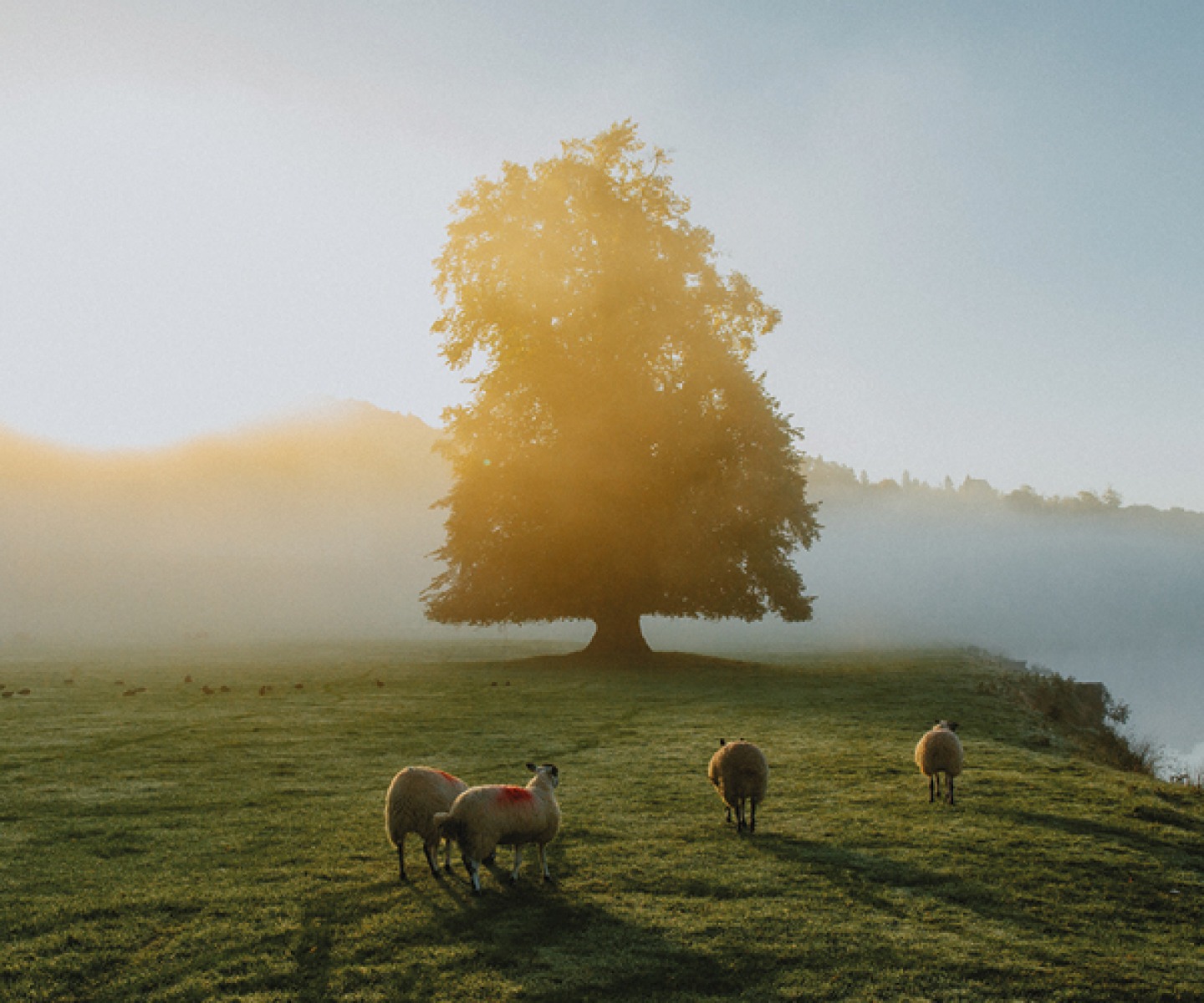 single tree with sheep and fog at dawn