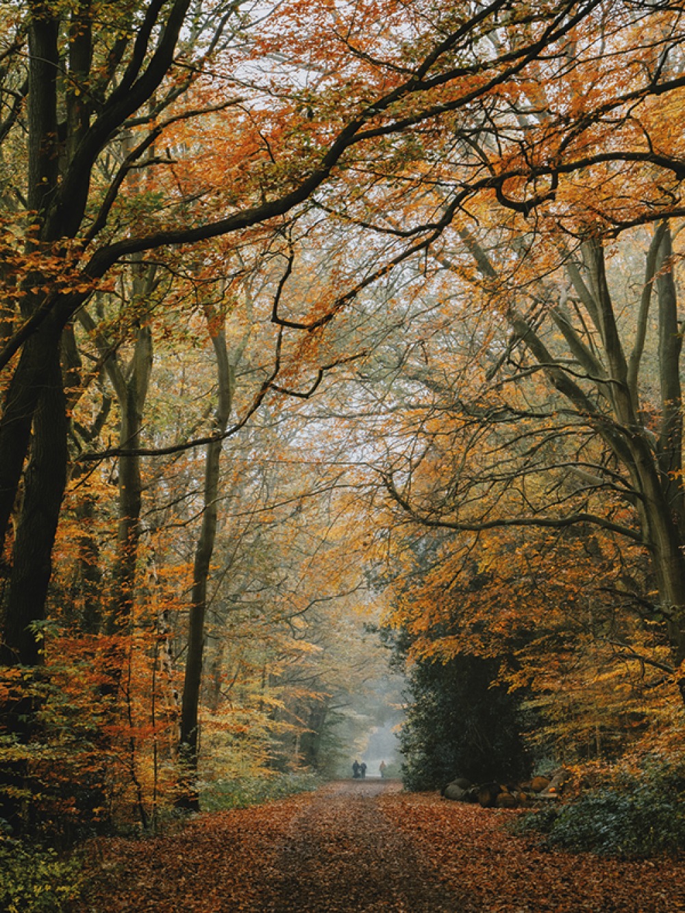 canopy of autumnal trees over pathway