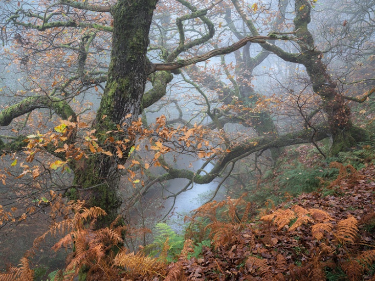 trees with orange leaves in autumn