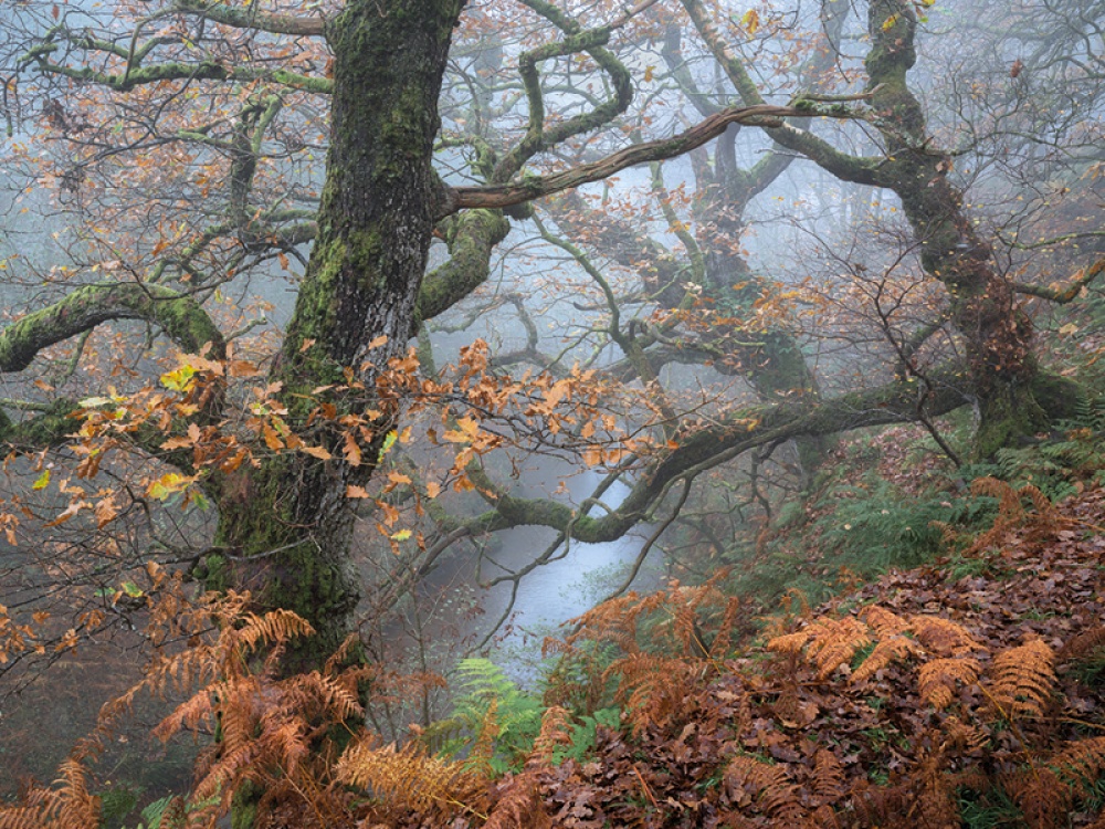 trees with orange leaves in autumn