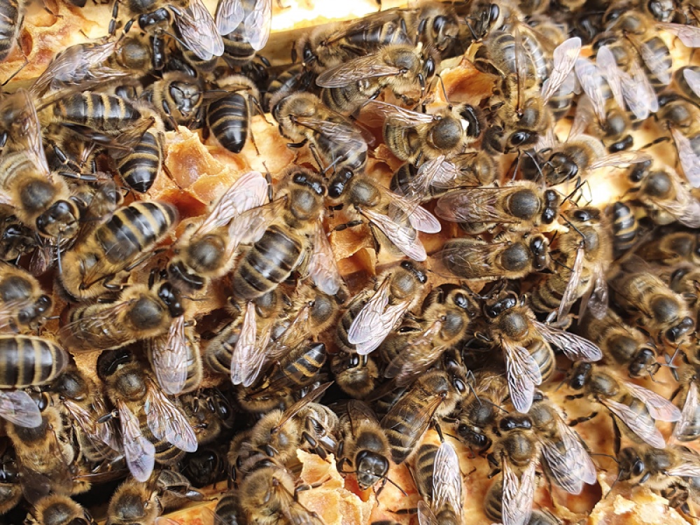 bees